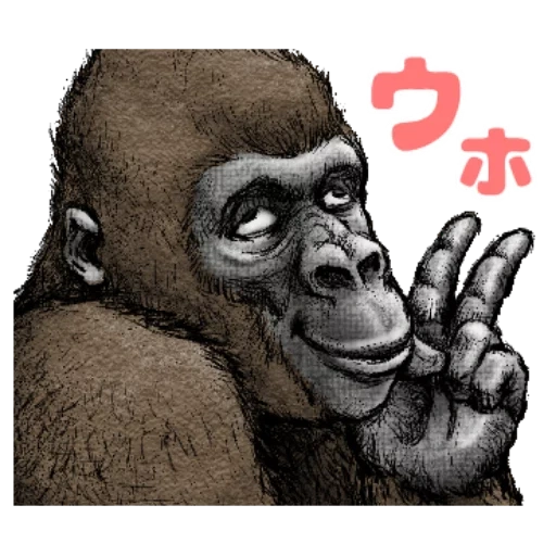 gorilla, goril gesicht, steenka gorilla, gorilla zeichnung, goril profil
