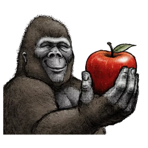 gorilla, weißer gorilla, gorilla der wut, gorilla zeichnung, goril profil
