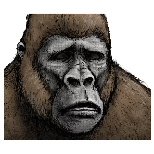 gorila, cara de goril, el gorila estaba sonriendo, perfil de goril, gorila de mono