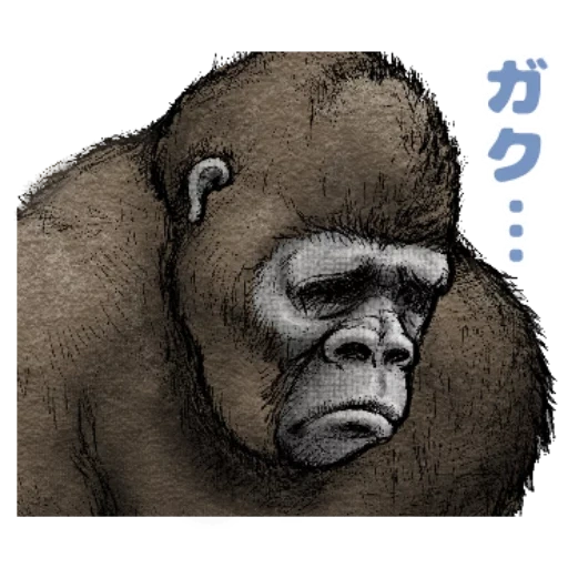 gorilla, steenka gorilla, gorilla zeichnung, goril profil, affen gorilla