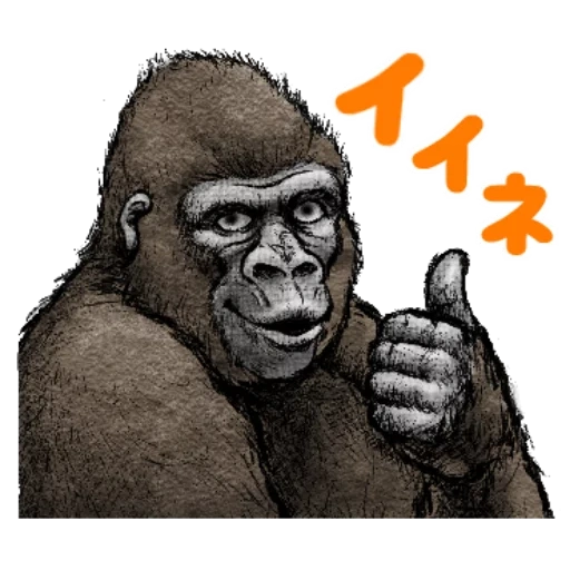 gorilla, steenka gorilla, gorilla zeichnung, goril profil, gorilla affe