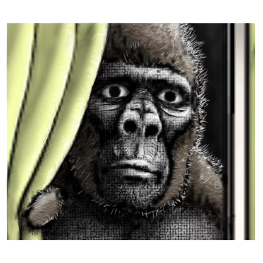 gorila, gorilla negro, cara de goril, retrato de gorila, gorila de mono