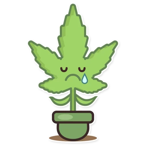 canapa, pianta, pin marijuana, foglio di marijuana, konopra di marijuana