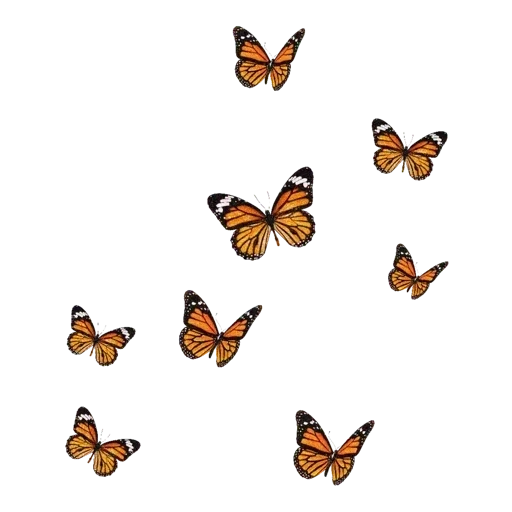 бабочки, бабочка монарх, бабочка бабочка, бабочка пиксарт, золотые бабочки без фона