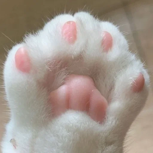 foot, cat of the paw, soft paws, cat foot, i still dream of you