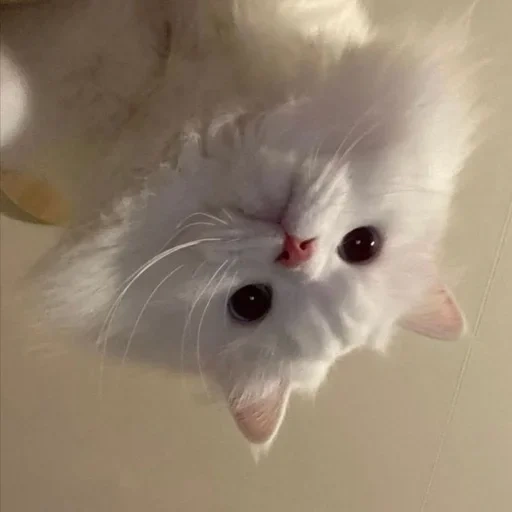 кот, кошечка, милые котики, белый персидский котенок, маленький грустный котенок