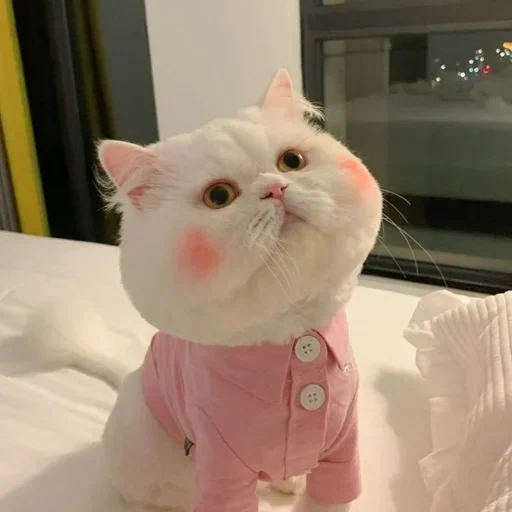 un gatto, gatti carini, gatto rosa, gatti animali, un gatto con guance rosa