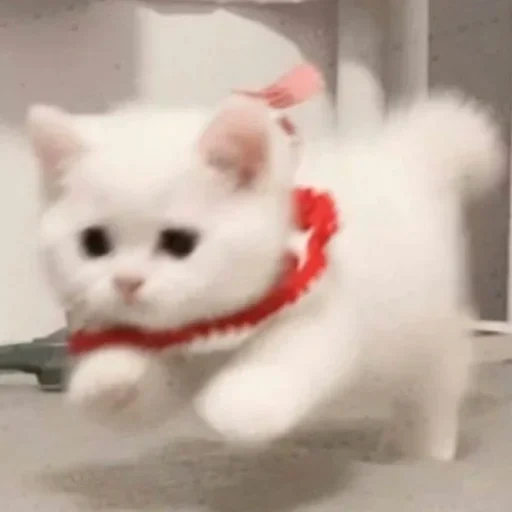 cat, cat, cute cat, cute cats, white kitten with a bow