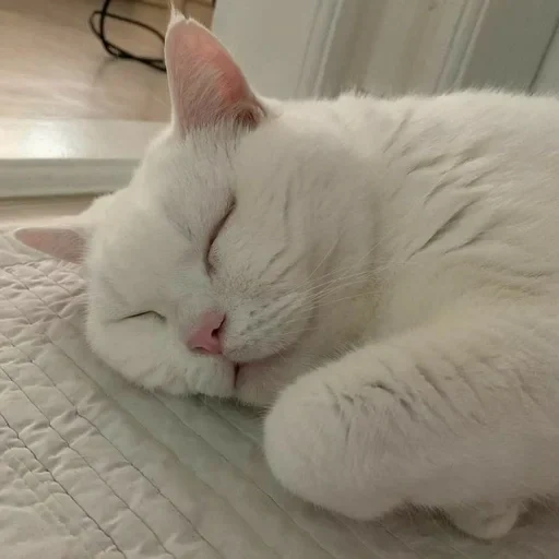 der kater, die katze ist weiß, weiße katze, die tiere sind süß, die katze ist durch eine entspannung weiß