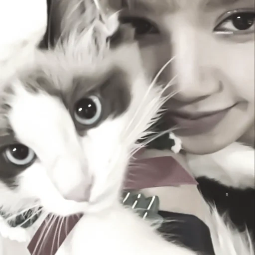 bright, chica, mujer, cats blackpink lisa