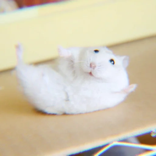 le hamster est blanc, petit hamster, hamster syrien, un petit hamster blanc, hamster syrien hamster dzungarien hamster angora
