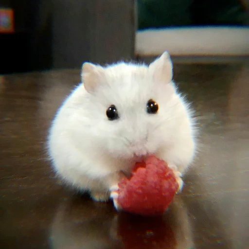 le hamster est blanc, le hamster est mignon, hamsters mignons, hamster nain, hamster nain dzungarsky