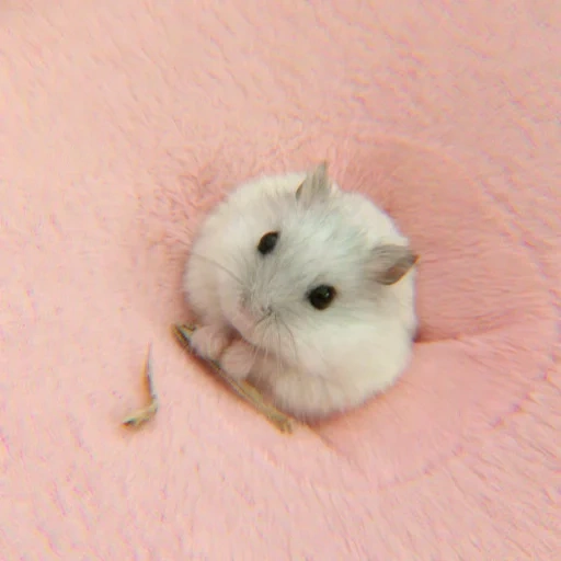 hamsters are cute, hamster baby, jungle hamster, hamster junggar, white junggar hamster