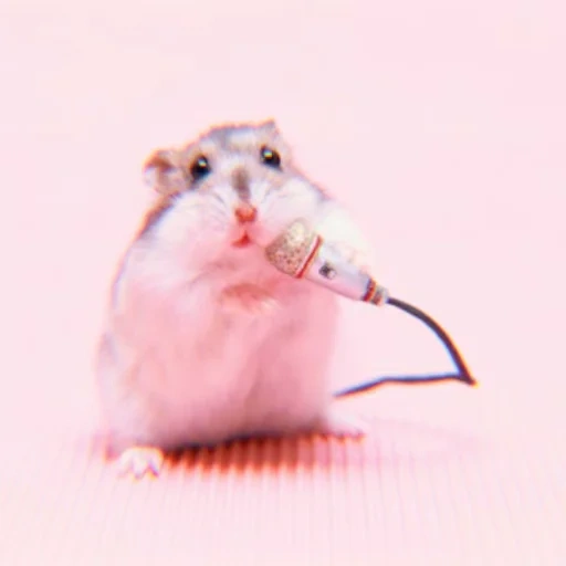 hamster, the hamster is singing, hamsters are cute, funny hamster, hamster microphone
