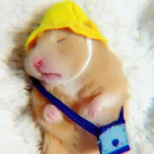 hamsters, hamster endormi, le hamster est drôle, animaux drôles, hamster drôle de sommeil