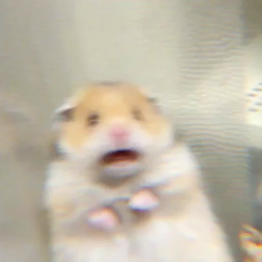 hamsters are cute, hamster hilarious, the hamster was frightened, a frightened hamster, scared hamster meme