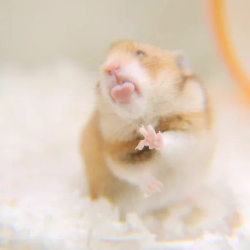 hamster, cute hamster, hamsters are cute, funny hamster, hamster hilarious