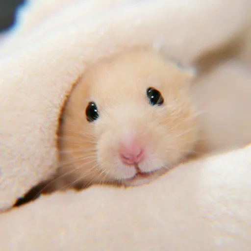 hamster, hamster, hamsters are funny, hamster pink, hamsters are cute