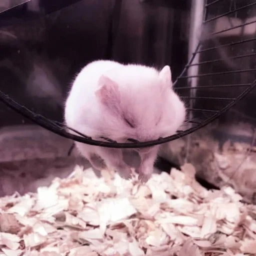 white hamster, hamster animal, pets, dwarf hamster, the dzungarian hamster is sleeping