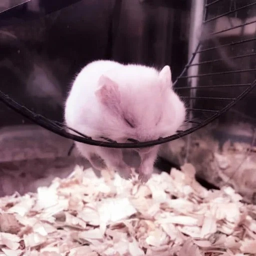 hamster putih, hewan hamster, hewan peliharaan, hamster kerdil, hamster dzungaria sedang tidur