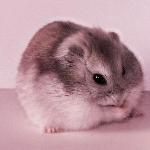 jungaric hamper, dzungarian hamster, dzungarian hamster, the breeds of hamsters are dzungar, domestic pet dzungarian hamster