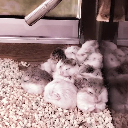 katerina, hamster jungaric, hamster dzungaria, hewan paling lucu, hamster dzungaria sedang tidur