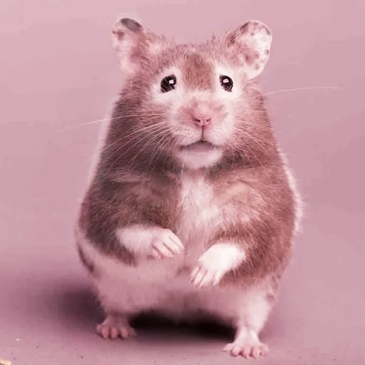 hamster, hamster zhorik, o hamster é selvagem, hamster sírio, hamster anão