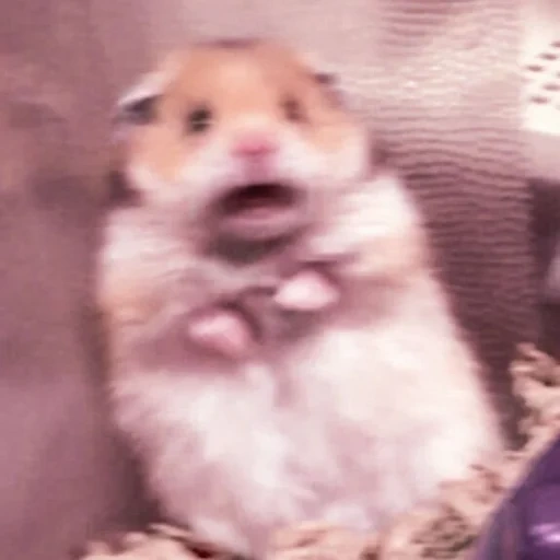 hamster, hamster hamster, the hamster is cute, the hamster is funny, the hamster meme with a cross