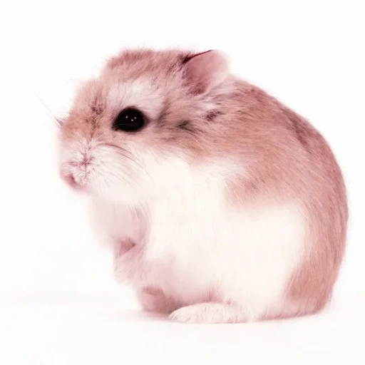 hamster, dzungarischer hamster, zwerghamster, dzungarischer hamster, jungarischer hamster homa