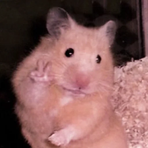 hamster, cesto, um meme de martelo, hamster assustado, o hamster mostra dois dedos