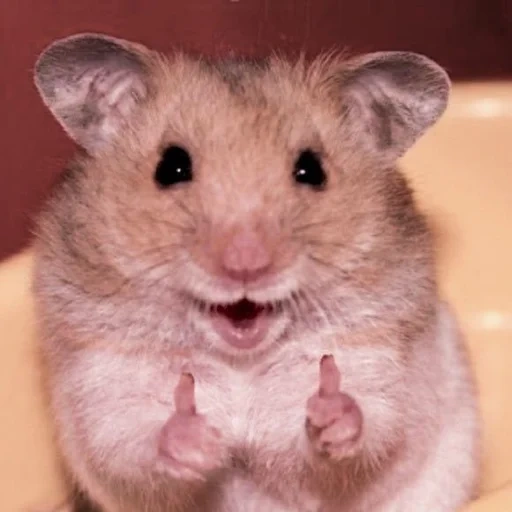 hamster, hamster sauvage, le hamster est mignon, hamster syrien, le hamster est drôle