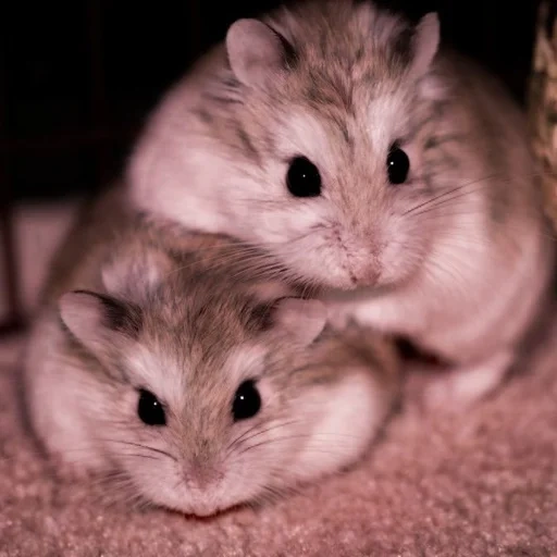 jungaric hamper, dzungarian hamster, dzungarian hamster, the hamster jungar is white, breeds of hamsters of jungarics