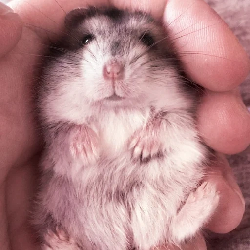 dzungarik, cesto giungarico, criceto dzungariano, criceto dzungariano, dwarf hamster dzunggarsky