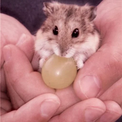 hamster, hamster dzungare, hamster nain, hamster dzungare, départ du hamster dzungare