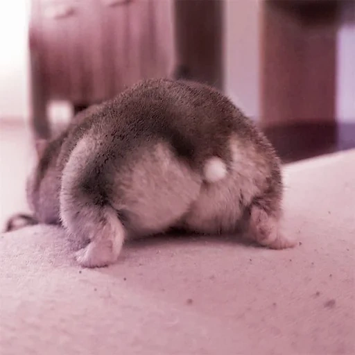 hassique pop, les animaux sont mignons, la queue du hamster, le hamster est drôle