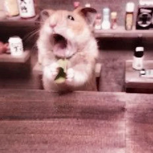 hamsters, hamster hamster, the hamster is sad, the hamster is funny, funny hamsters