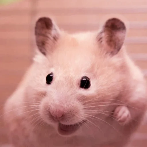 hamster, hamster sírio, hamster siberiano, hamster sírio, hamster dzhungarsky