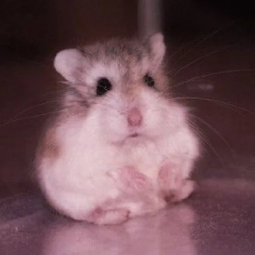 hamster, the hamster is cute, dzungarian hamster, dzungarian hamster, the dzungarian hamster is white