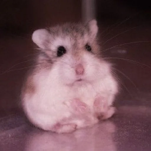 hamster, le hamster est mignon, hamster dzungare, hamster dzungare, le hamster dzungare est blanc