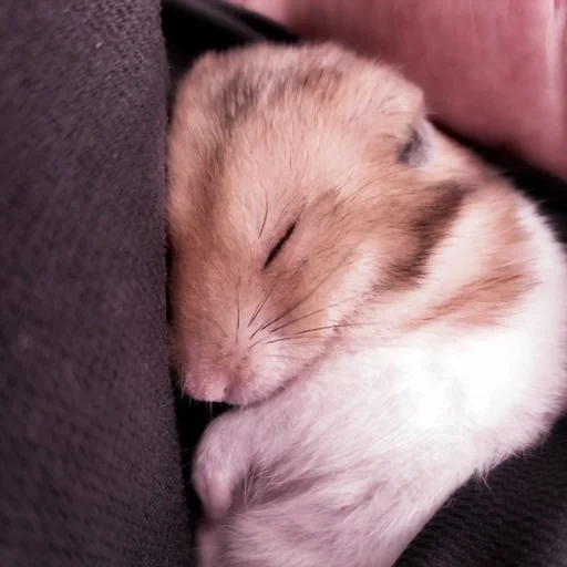 hamster, hamper, sleeping hamster, the hamster is cute, sleeping hamster