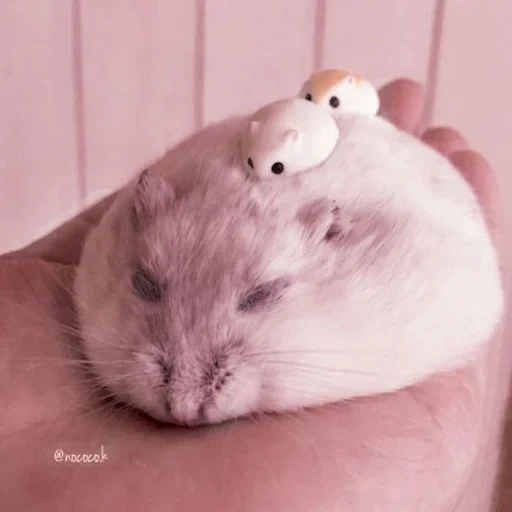 hamster, un hamster épais, le hamster est drôle, hamster nain, le hamster jungarien est gros