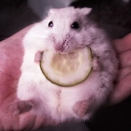 hamster, o hamster é fofo, o hamster é engraçado, hamster anão, hamster jungariano homa