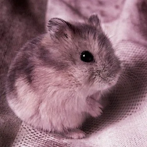 entrave juingarique, hamster dzungare, hamster dzungare, départ du hamster dzungare, hamster dzungare gris