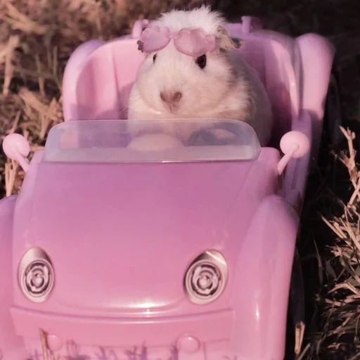 sistem, mobil hamster, tidak baik, hewan hewan itu lucu, hamster lucu