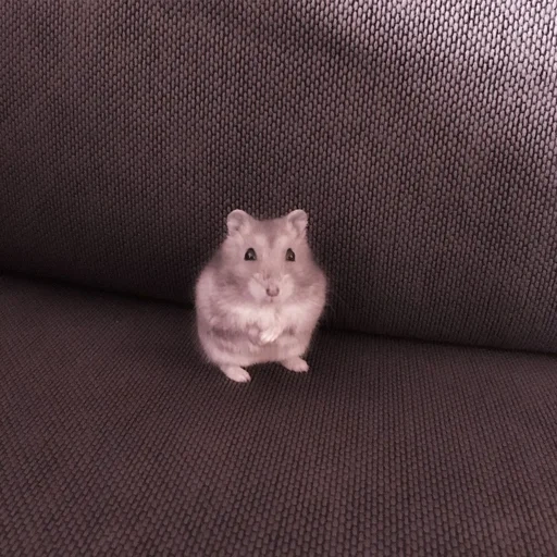 le hamster est mignon, un hamster triste, le hamster est drôle, hamster nain, hamster dzungare