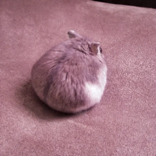 kote, katzen, katze, der hamster ist lustig, das tier der chinchilla