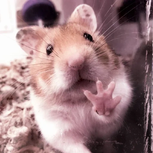 o hamster é fofo, hamster sírio, o hamster é engraçado, hamster sírio homa, hamster anão sírio