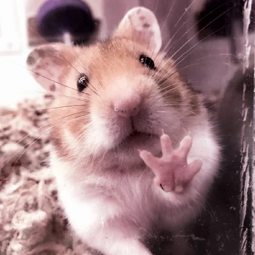 the hamster is cute, syrian hamster, the hamster is funny, syrian hamster homa, syrian dwarf hamster