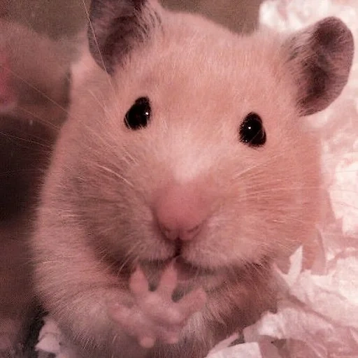 le hamster est mignon, hamsters drôles, hamster syrien, le hamster est drôle, hamster syrien