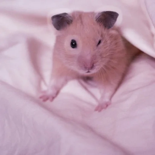 hamster, le hamster est mignon, hamster syrien, hamster syrien, hamster nain